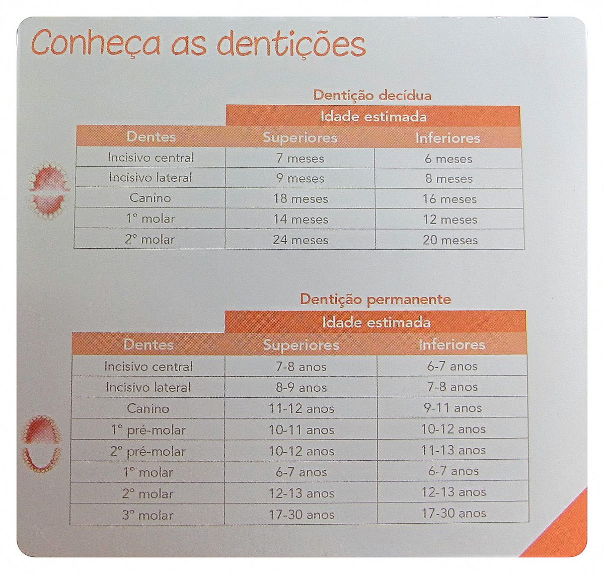 Fases da dentição